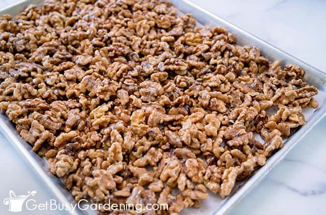 Pouring the coated walnuts onto a baking sheet
