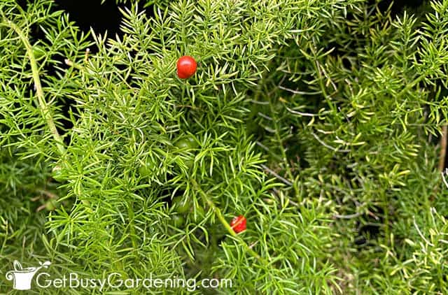 Red berries on asparagus Myers foxtail fern