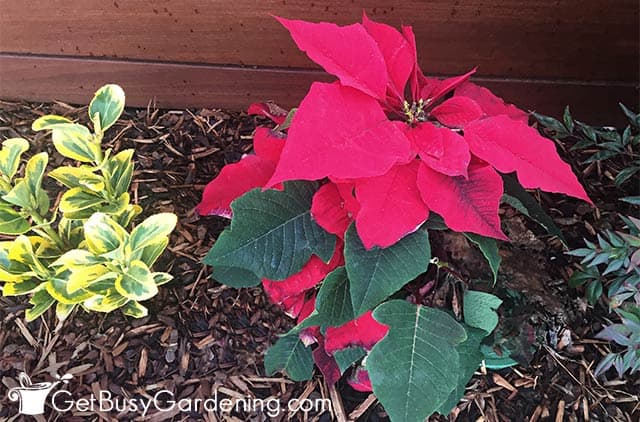 Red poinsettia planted outside in a garden