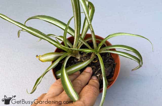 Rooting my spider plant in soil