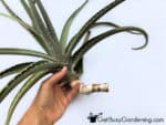 How To Root Aloe Vera Cuttings Step By Step - Get Busy Gardening