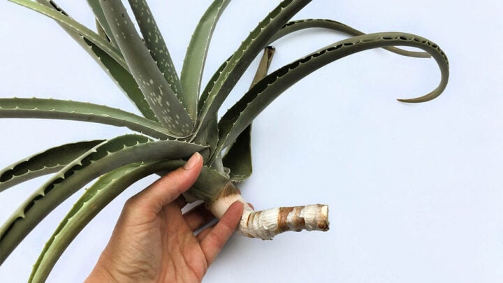 How To Root Aloe Vera Cuttings Step By Step - Get Busy Gardening