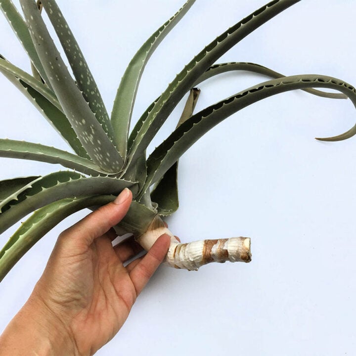 How To Root Aloe Vera Cuttings Step By Step - Get Busy Gardening