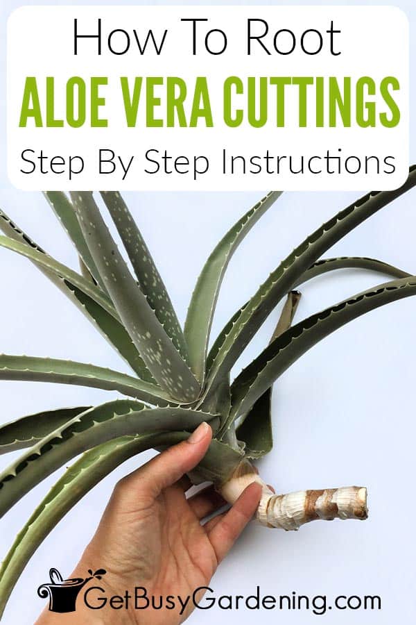 How To Root Aloe Vera Cuttings Step By Step Instructions