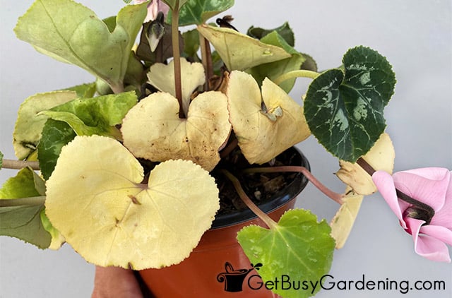 Several cyclamen leaves turning yellow