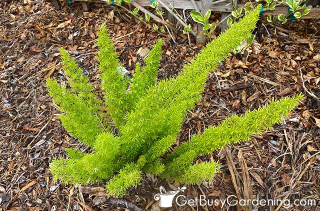 Small foxtail fern plant growing outdoors