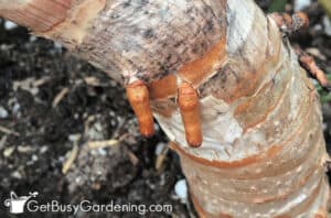 How To Root Aloe Vera Cuttings Step By Step - Get Busy Gardening