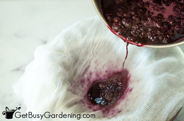 Straining grapes through a cheesecloth for jelly