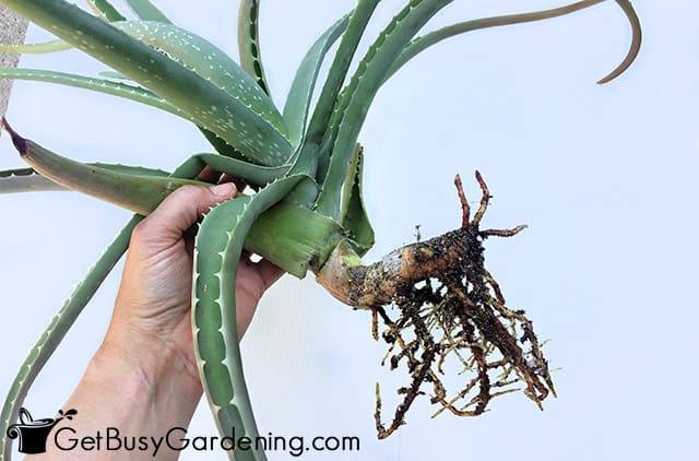 Thick, healthy roots on my aloe vera cutting