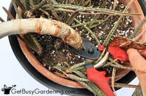 How To Root Aloe Vera Cuttings Step By Step - Get Busy Gardening