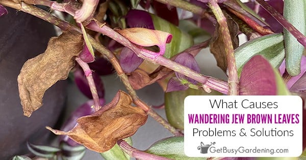 why is my wandering jew leaves curling