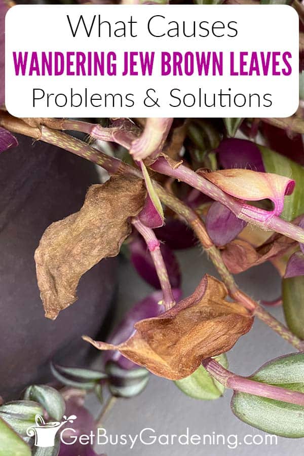 What Causes Wandering Jew Brown Leaves Problems & Solutions