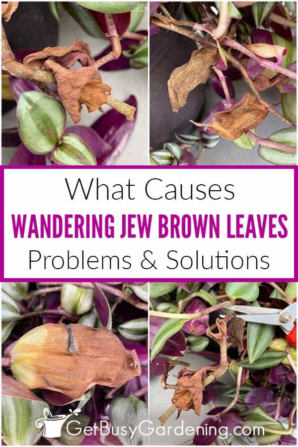 What Causes Wandering Jew Brown Leaves Problems & Solutions