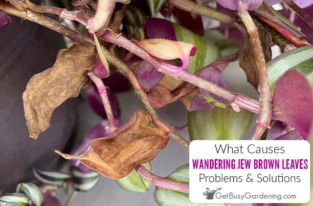 Why Does My Wandering Jew Have Brown Leaves & How To Fix It
