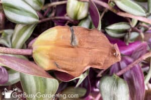 wandering jew dry leaves