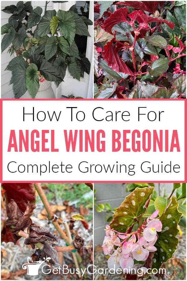 How To Care For Angel Wing Begonia Complete Growing Guide