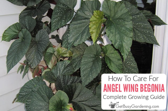 How To Care For Angel Wing Begonia