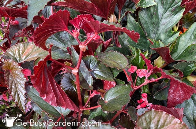 Beautiful red caned angel wing begonia