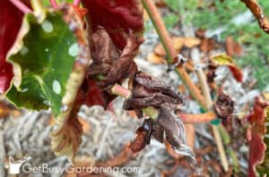 Angel Wing Begonia Plant Care & Growing Guide