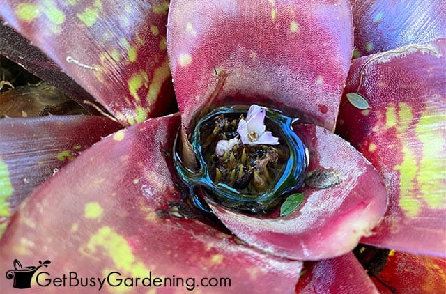 Center bromeliad vase filled with water