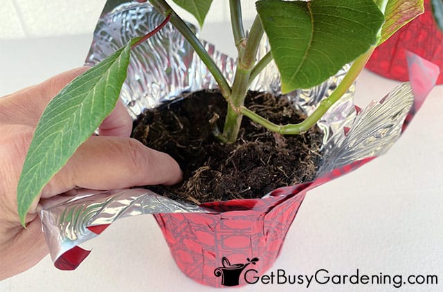 Checking poinsettia moisture with my finger