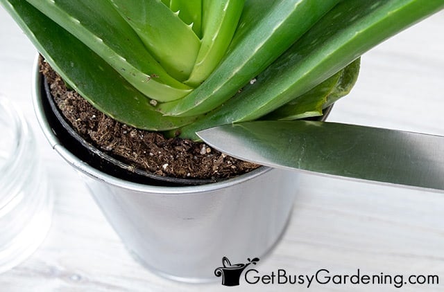 Cutting aloe vera from the plant