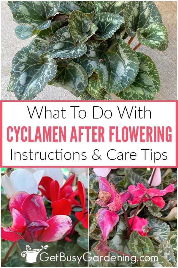 What To Do With Cyclamen After Flowering Instructions & Care Tips