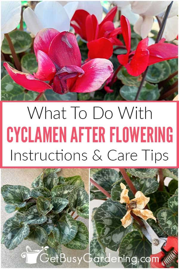 What To Do With Cyclamen After Flowering Instructions & Care Tips