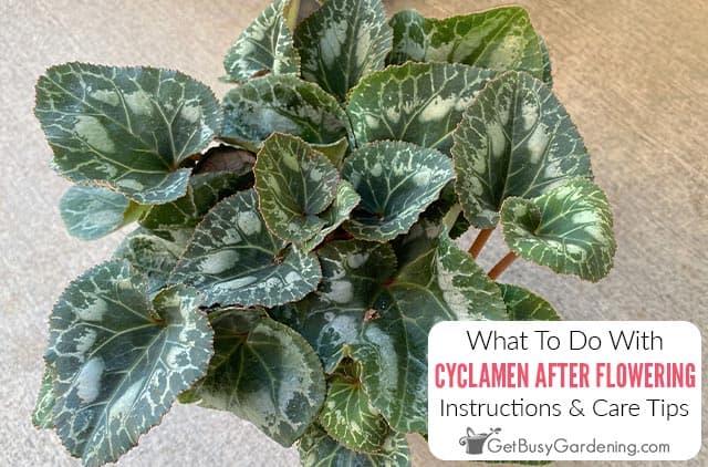 What To Do With Cyclamen After Flowering
