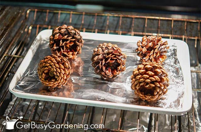 Drying pine cones in the oven