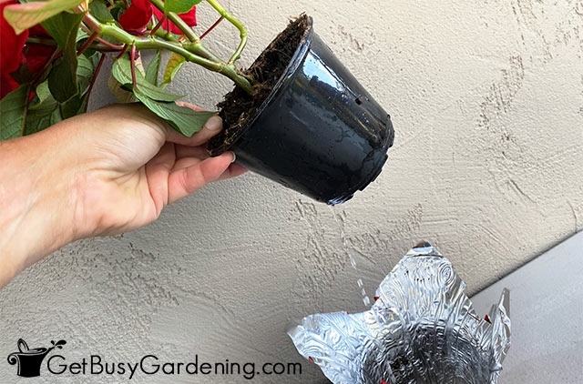 Excess water draining from poinsettia pot