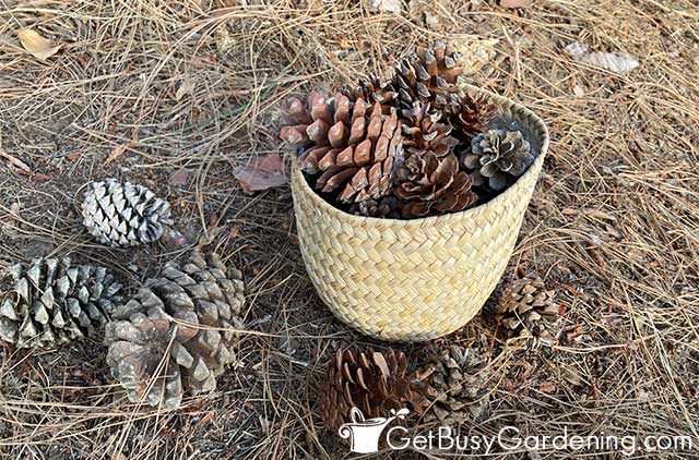 Gathering pine cones from my yard