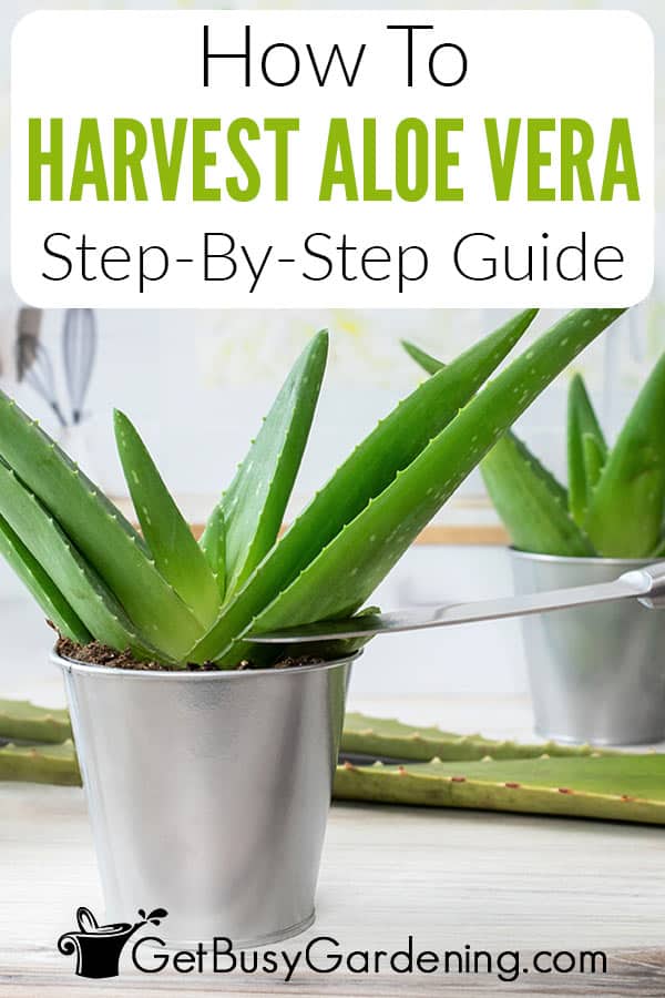 How To Harvest Aloe Vera Step-By-Step Guide