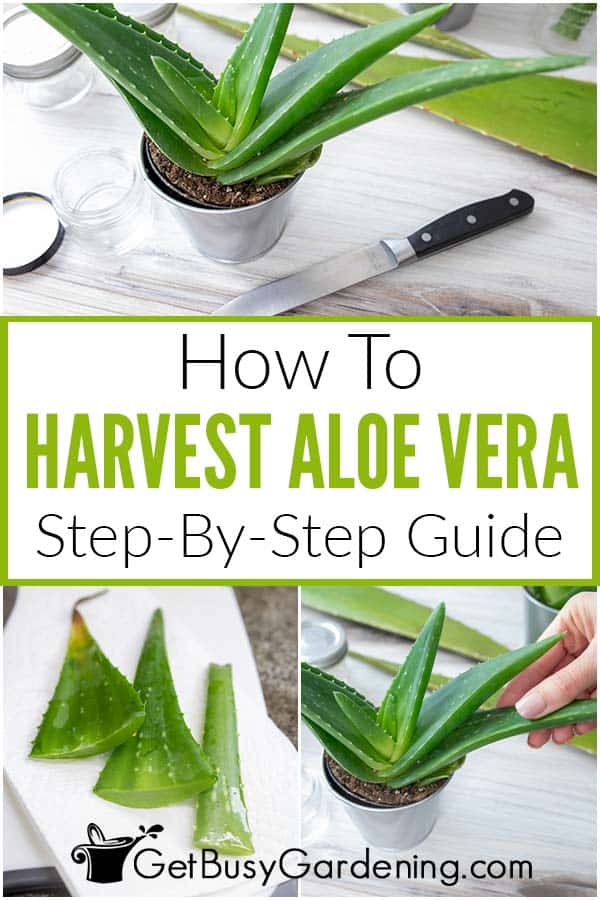 How To Harvest Aloe Vera Step-By-Step Guide