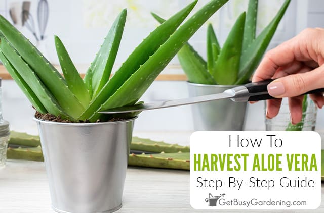 How & When To Harvest Aloe Vera