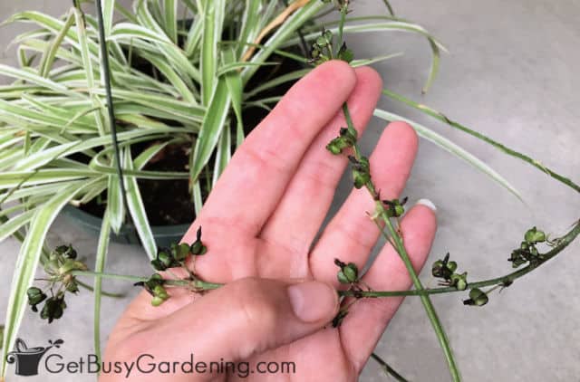Harvesting seeds from my spider plant