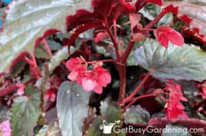Angel Wing Begonia Plant Care & Growing Guide