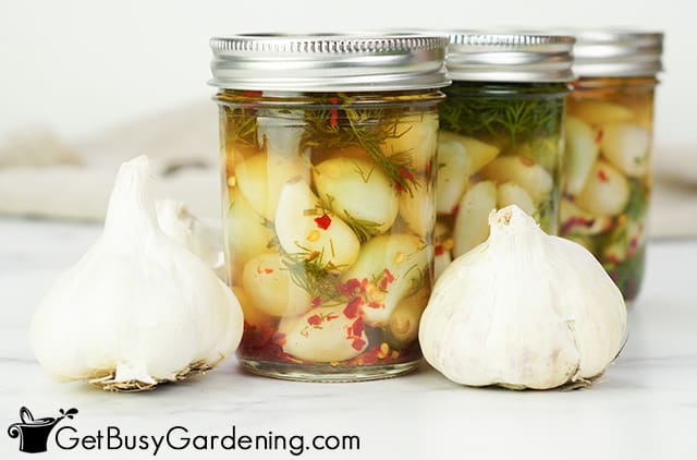 Jars filled with homemade pickled garlic
