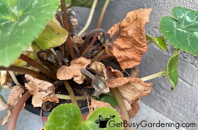 Leaves turning brown on cyclamen after flowering