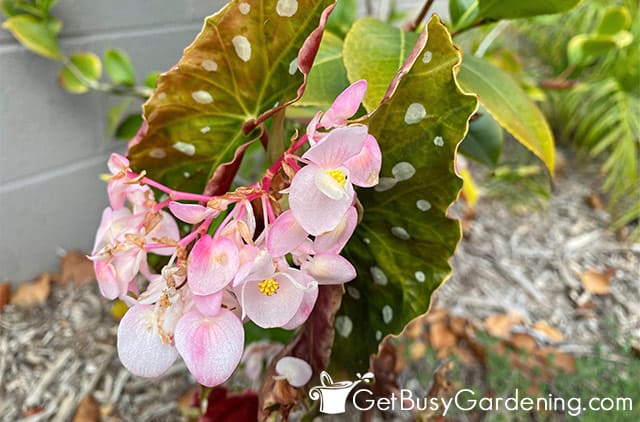 Light pink flowers on angel wing begonia