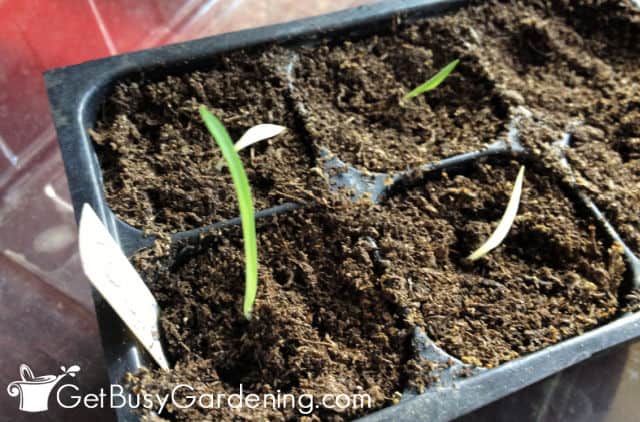 Newly germinated spider plant seedlings
