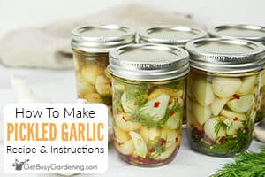 How To Make Pickled Garlic (With Recipe)