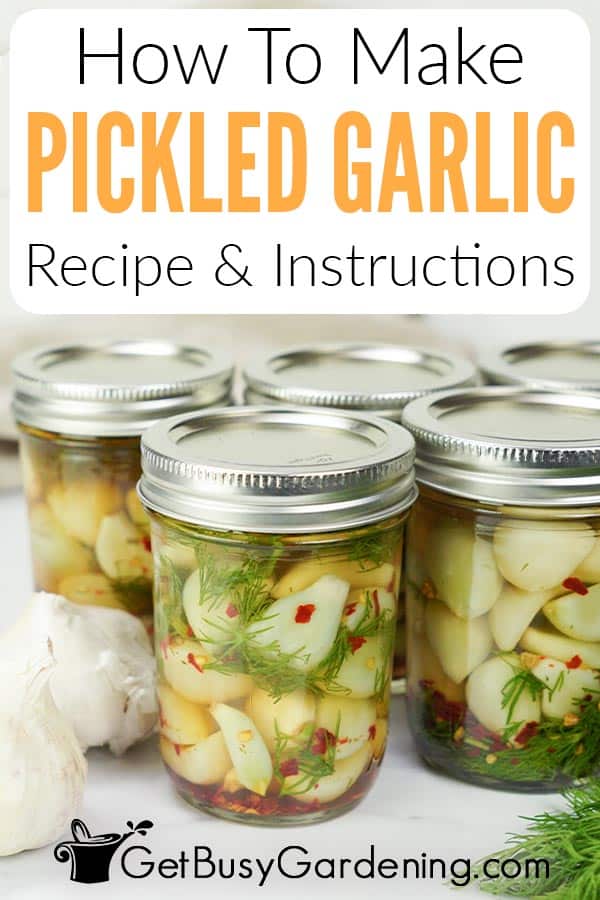 How To Make Pickled Garlic Recipe & Instructions