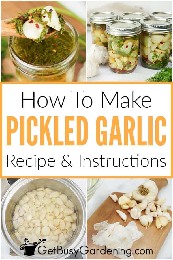How To Make Pickled Garlic Recipe & Instructions
