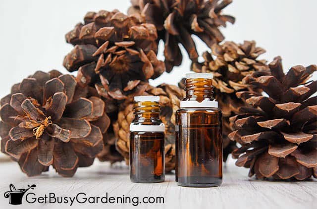 Pine cones with clove and cinnamon essential oils