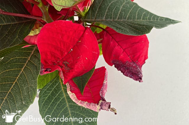 Poinsettia leaves curling from improper watering