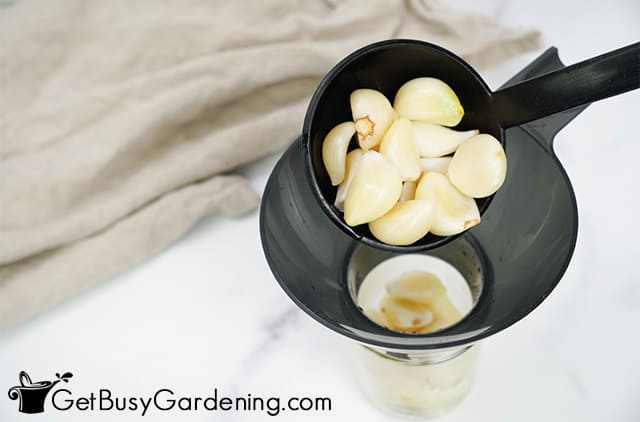 Putting garlic cloves into a jar