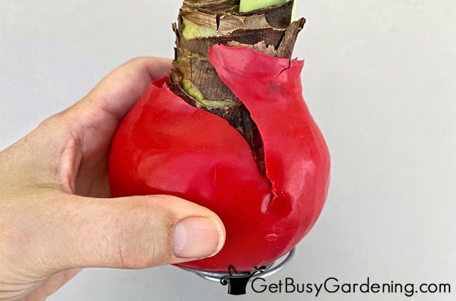 Removing the wax from an amaryllis bulb