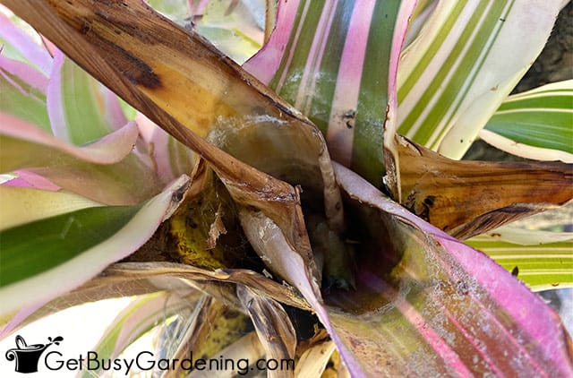 Rotting leaves caused by overwatering bromeliads