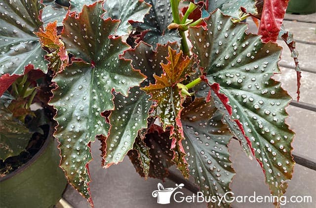 Spotted angel wing begonia leaves